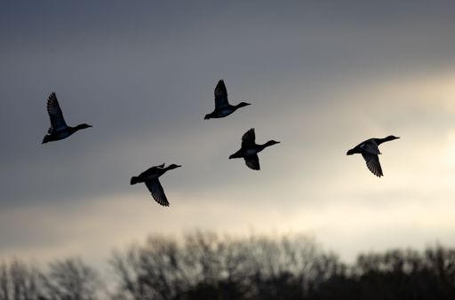 Silhouette of five ducks flying against a dramatic cloudy sky at dusk.