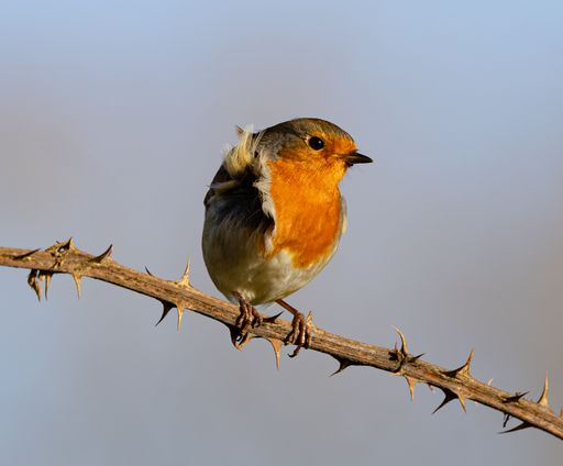 A close-up of a robin perched on a thorny branch against a clear sky, showcasing its vibrant orange breast.