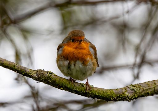 A European robin perched on a mossy branch with a blurred natural background.