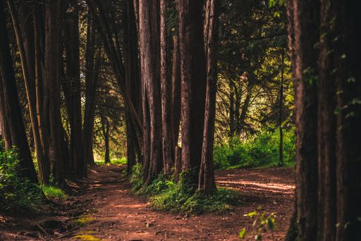 The path in Los Dinamos Forest, Mexico City.