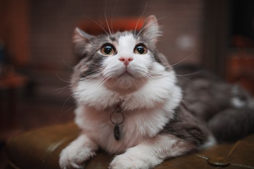 A shallow focus of a gray and white furry cat
