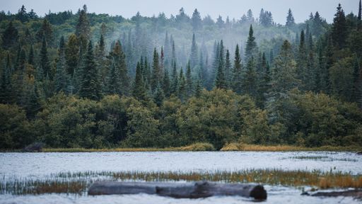 A beautiful scene of a fir forest on a cloudy winter day