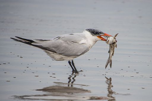 A closeup shot of a seagull with fish caught in its beak in a pond