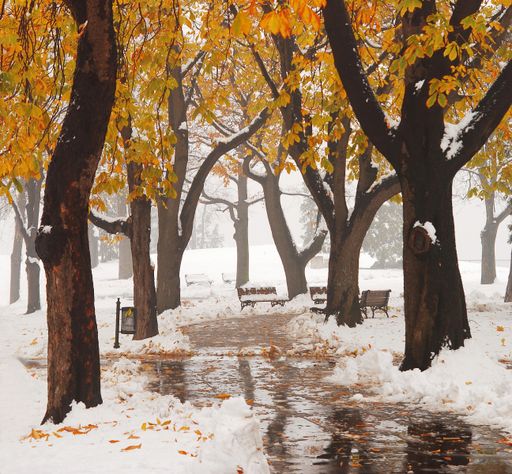 A beautiful view of an autumn park with large trees and leaves