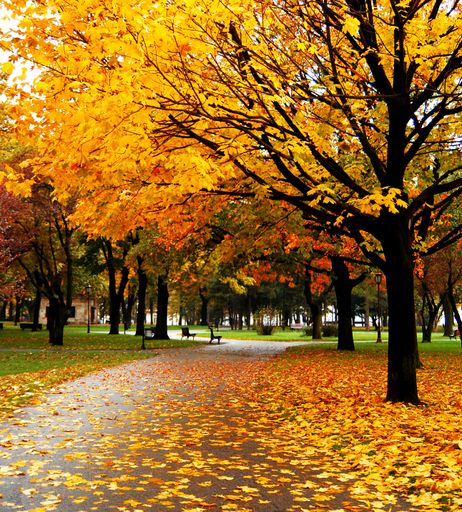 A beautiful view of an autumn park with large trees and leaves