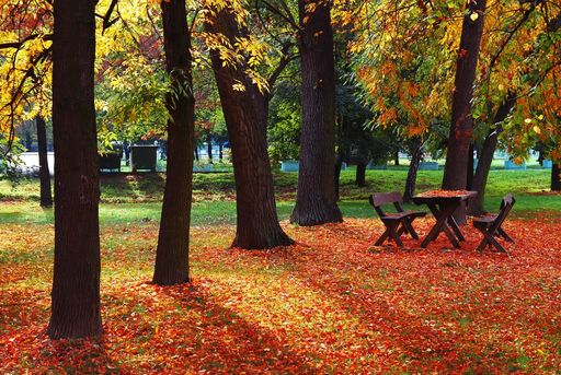 A beautiful view of an autumn park with large trees and leaves
