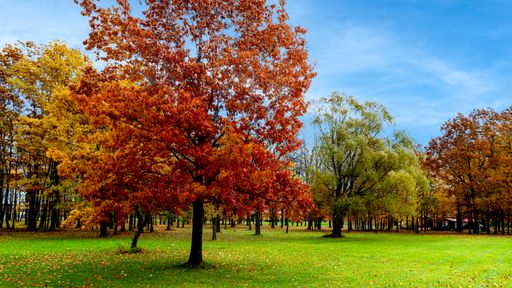 A mesmerizing shot of a forest on a day in autumn under the cloudy skies