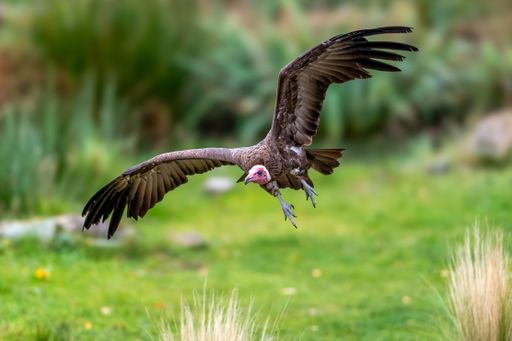 A vulture in mid-flight over a lush green landscape, showcasing its wingspan and natural habitat.