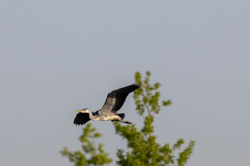 A heron gracefully flies against a clear blue sky with green foliage in the background.