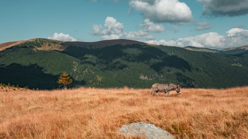 A beautiful view of a donkey grazing on a grass-covered field with the mountains in the background