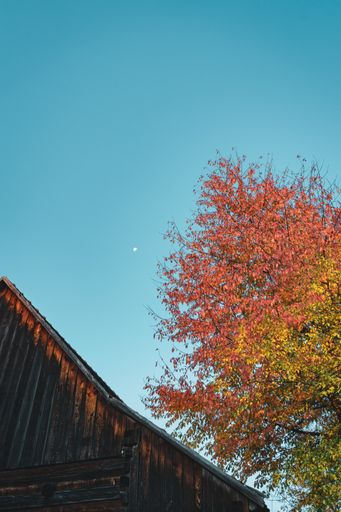 A vertical low angle shot of a red and yellow tree under the clear blue sky