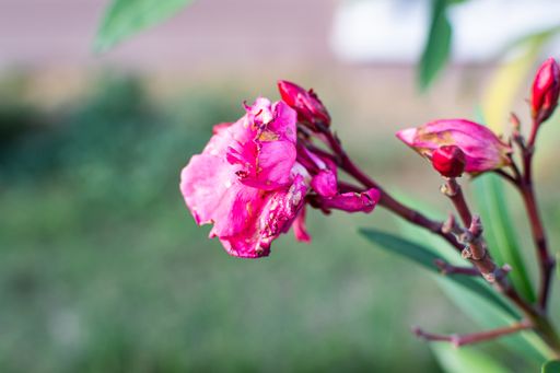 A beautiful macro shot of a pink blooming Oleander rose flower on a blurry background