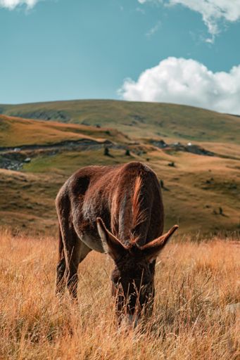 A vertical closeup shot of a donkey standing in the field with hills on the background