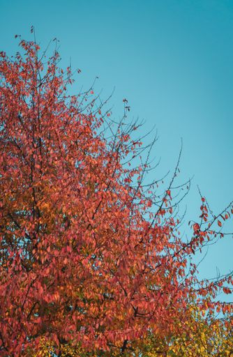 A vertical low angle shot of a beautiful red tree under the clear blue sky