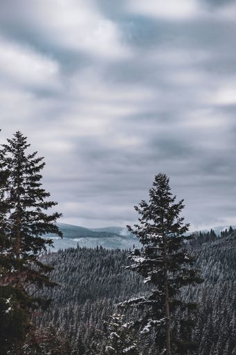 A vertical shot of a forest covered in mild snow under a cloudy sky