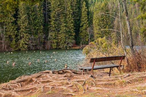 A beautiful shot of a wooden bench near a lake with a forest on the background
