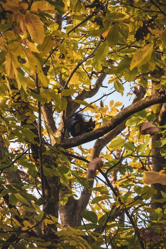 A vertical low angle shot of a squirrel on the branch of a green tree