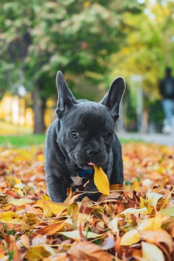 A vertical shot of a small black French bulldog on the autumnal leaves on the ground