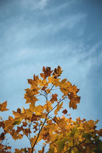 A vertical  low angle shot of yellow autumn leaves on a tree under a blue sky