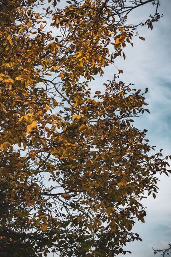 A vertical low angle shot of the beautiful autumnal tree under the cloudy sky