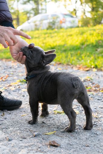 A vertical shot of a black French bulldog being trained by its owner