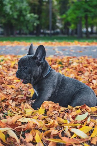 A vertical shot of a black french bulldog puppy playing in the autumn leaves