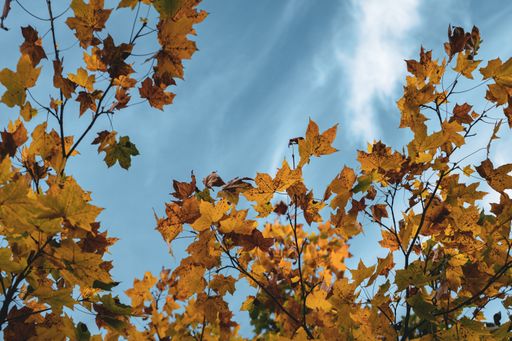 A low angle shot of beautiful autumnal leaves on a tree under the blue sky