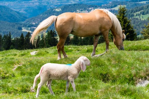 A horse and a lamb grazing on a grassy field