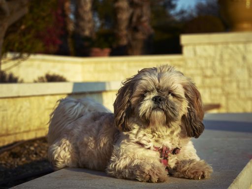 A view of a Shih-Poo dog sitting on the ground and looking at the camera on a sunny day