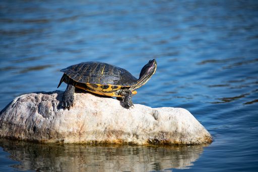 A lovely cute Yellow-bellied slider on a rock in the water on a sunny day