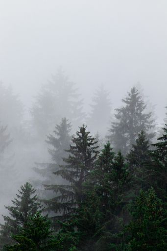 A vertical shot of a forest covered with fog