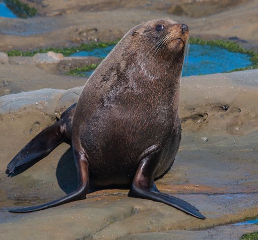 A closeup shot of a seal sitting on a rock with blurred background