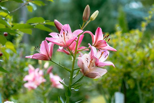 A selective focus shot of pink lilies in the garden