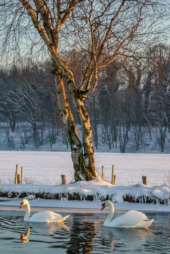 A vertical shot of white swans swimming in the river on a cold winter day