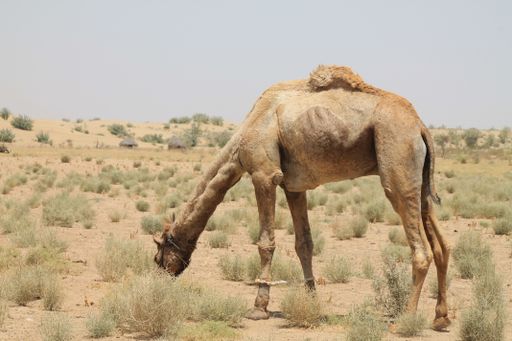A beautiful shot of a camel during the day