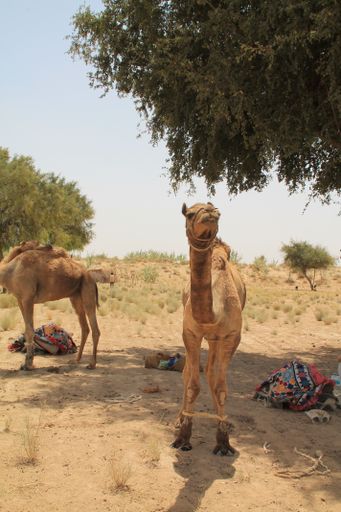 A vertical shot of camels during the day