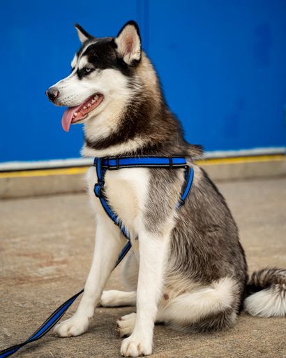A vertical shot of a Siberian Husky on a blue background