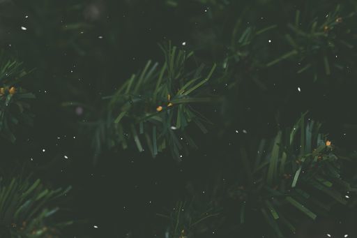 A closeup of pine leaves with a dark background wit