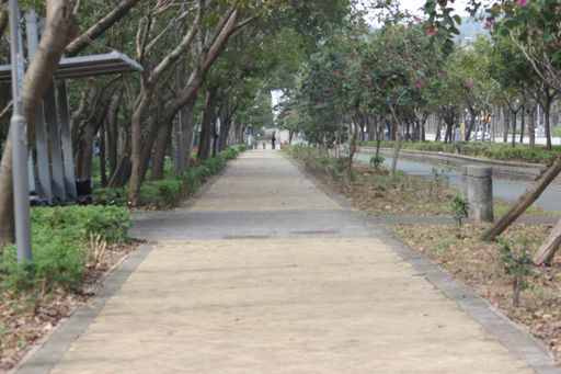 The view of the empty pavement with trees.