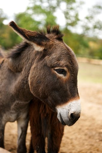 A vertical shot of a burro in the farm during daytime
