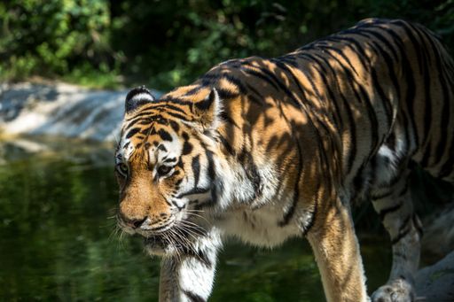 A beautiful shot of a walking tiger during the day