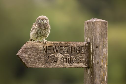 An owl sitting n the wooden sign with blurred background