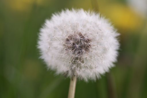 A closeup shot of a dandelion with blurred background