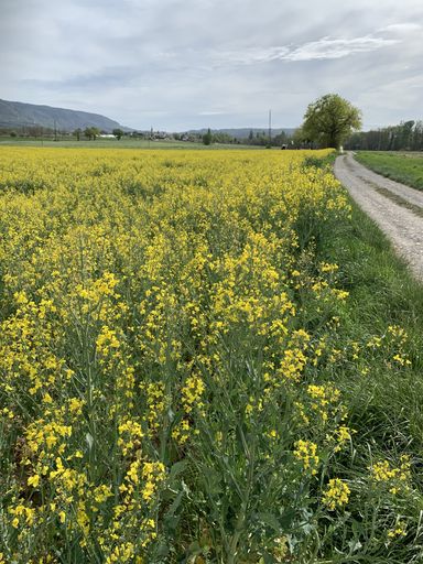 A vertical shot of a big field covered with beautiful yellow flowers captured on a sunny day