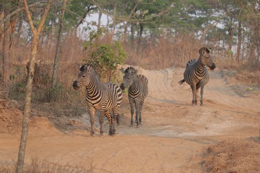 A closeup shot of Crawshay's zebras in a reserve in Lusaka, Zambia