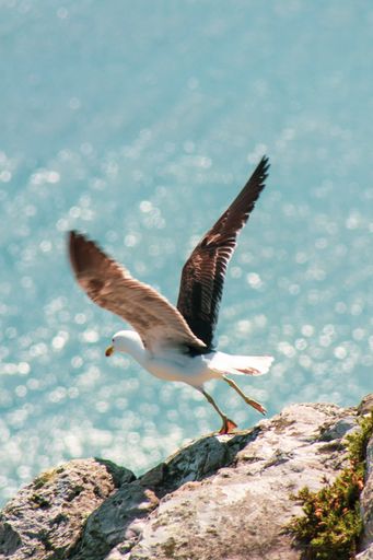 A vertical closeup shot of a seagull taking flight from rocky cliff on a blue sky background