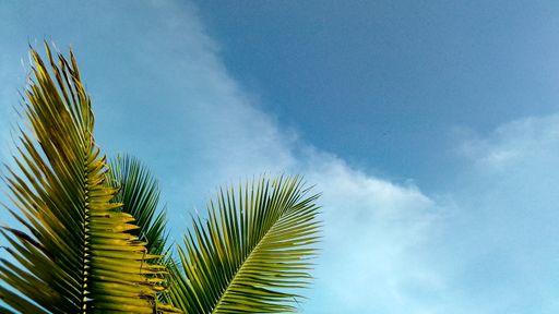 A closeup shot of coconut leaves in Siquijor Island, Philippines