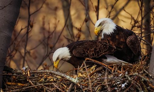 A closeup shot of a couple of white-headed eagles in a nest