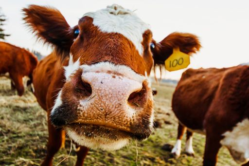 A closeup shot of a cow staring at the camera