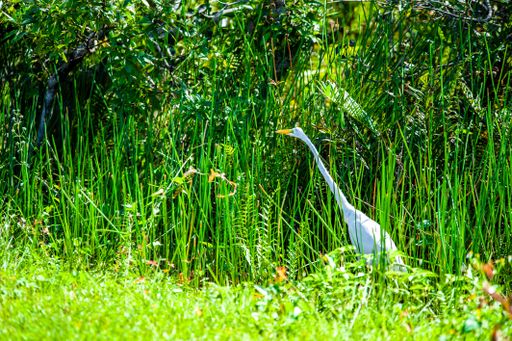 The close-up shot of the white goose in the garden